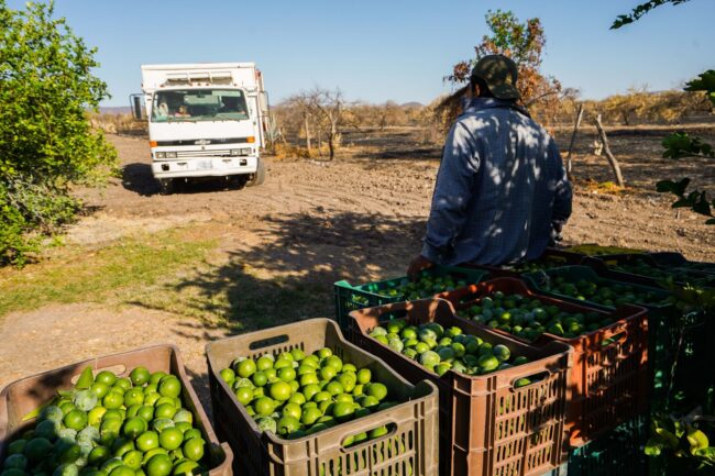 Limoneros de Apatzingán. (Cuartoscuro)