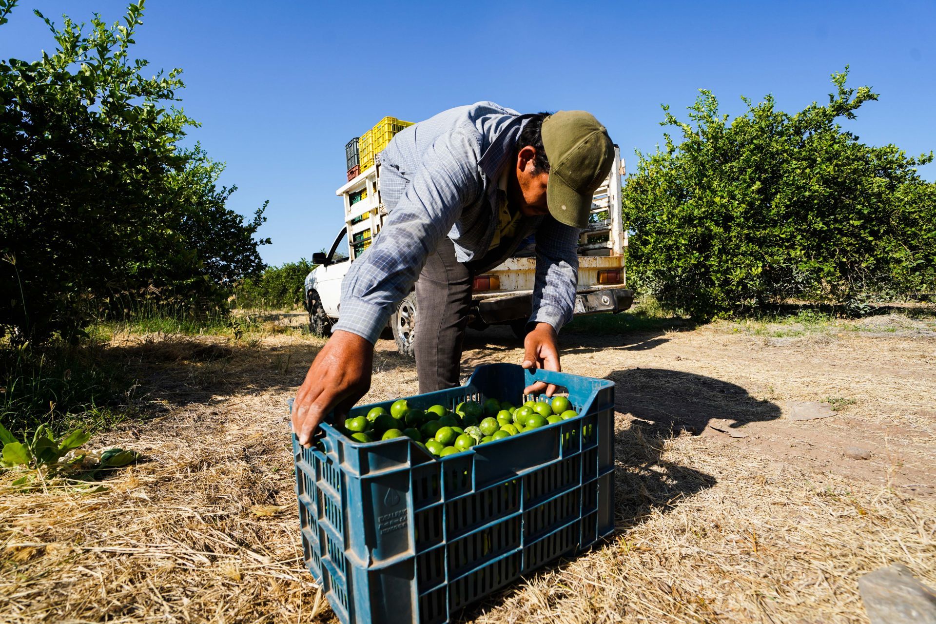 Limoneros de Apatzingan. (Cuartoscuro)