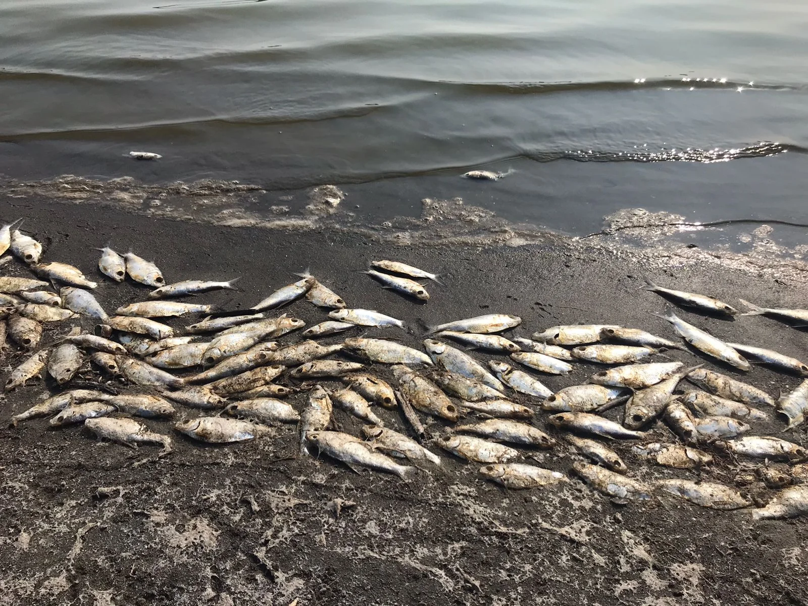 Toneladas de peces muertos en la Laguna de San Julián.