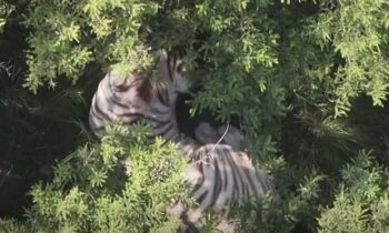 Ubican con drones a tigre blanco que se le escapó a Semarnat Ubican con drones a tigre blanco que se le escapó a Semarnat