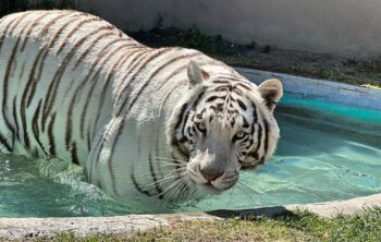 El tigre blanco lleva 3 días suelto: Semarnat dice que no es suyo El tigre blanco lleva 3 días suelto: Semarnat dice que no es suyo