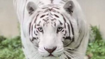 El tigre Kenzo se vuelve más peligroso conforme pasa el tiempo sin su dieta habitual