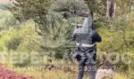Buscan al tigre Kenzo con armas largas: 5 días y nada Buscan al tigre Kenzo con armas largas: 5 días y nada