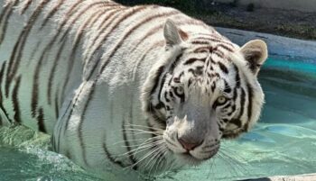 Tigre Kenzo murió broncoaspirado por sangre de balazo Tigre Kenzo murió broncoaspirado por sangre de balazo
