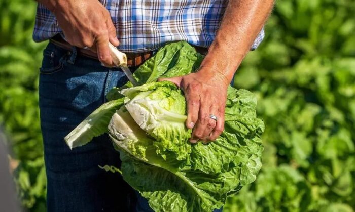 Ciclosporiasis: ¿Hay que prescindir de la lechuga? Ciclosporiasis: ¿Hay que prescindir de la lechuga?