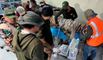 La insensata muerte del tigre Kenzo: “Yo ya sabía que los iba a atacar” La insensata muerte del tigre Kenzo: “Yo ya sabía que los iba a atacar”