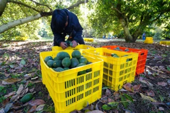 Se reaunda la exportación parcial del aguacate mexicano. Se reaunda la exportación parcial del aguacate mexicano.